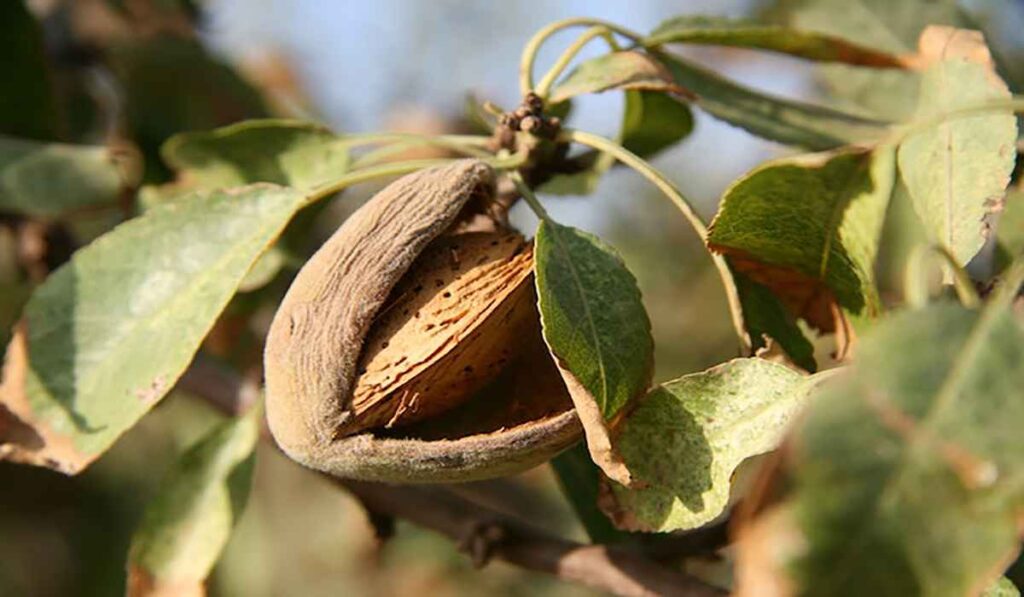 Magnesium is in almonds–Rich